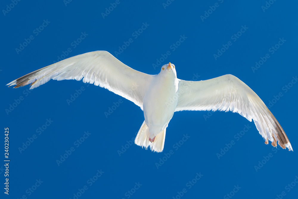 A flying seagull and blue sky at the coast near Calais, France. A flying seagull and blue sky at the coast near Calais, France.