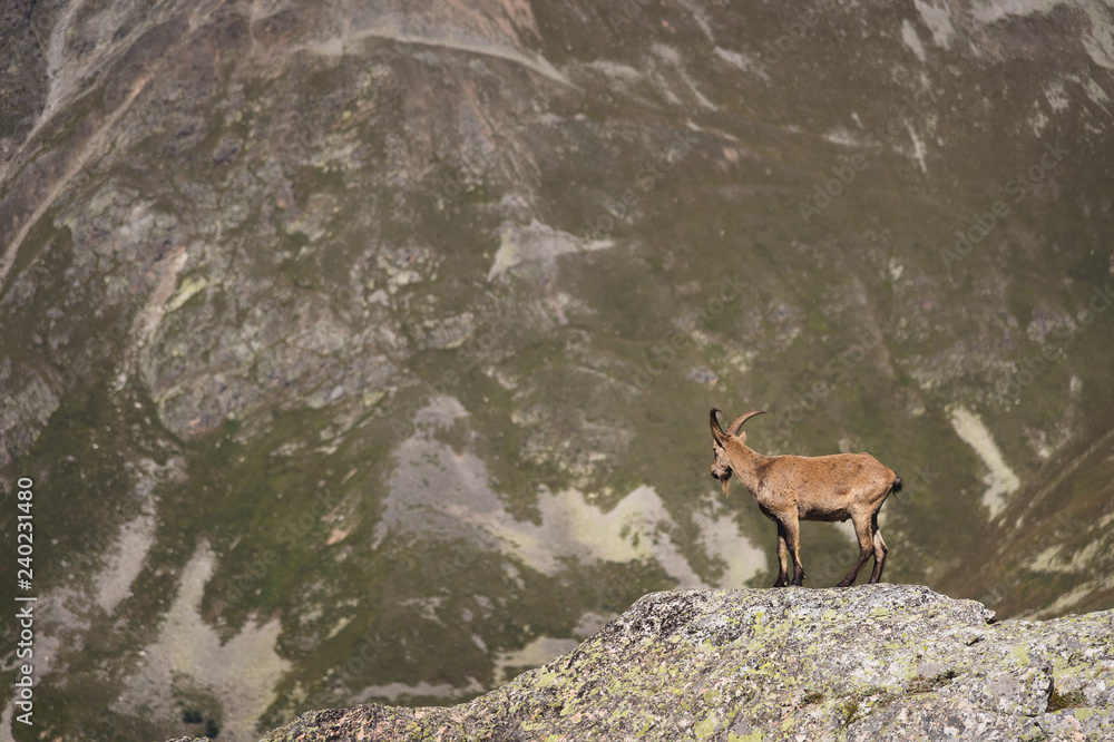 Horned goat male alpine Capra ibex on the high rocks stone in Dombay mountains. North Caucasus. Russia Horned goat male alpine Capra ibex on the high rocks stone in Dombay mountains. North Caucasus. Russia