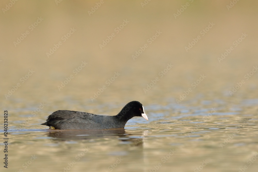 Fototapeta premium Coot - Fulica atra, Crete