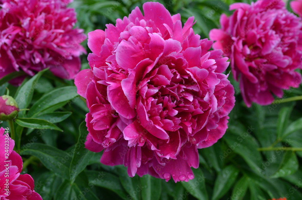 peony flower