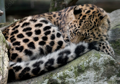Sleeping amur leopard. Latin name - Panthera pardus orientalis