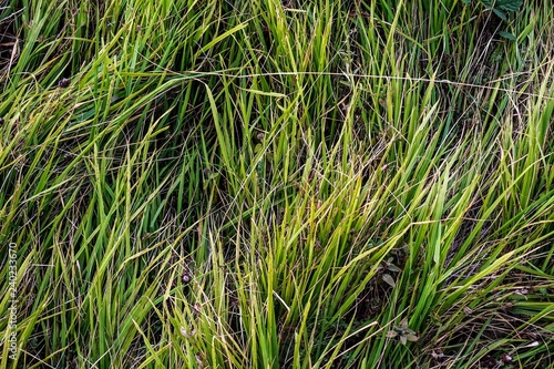 Wild green grass