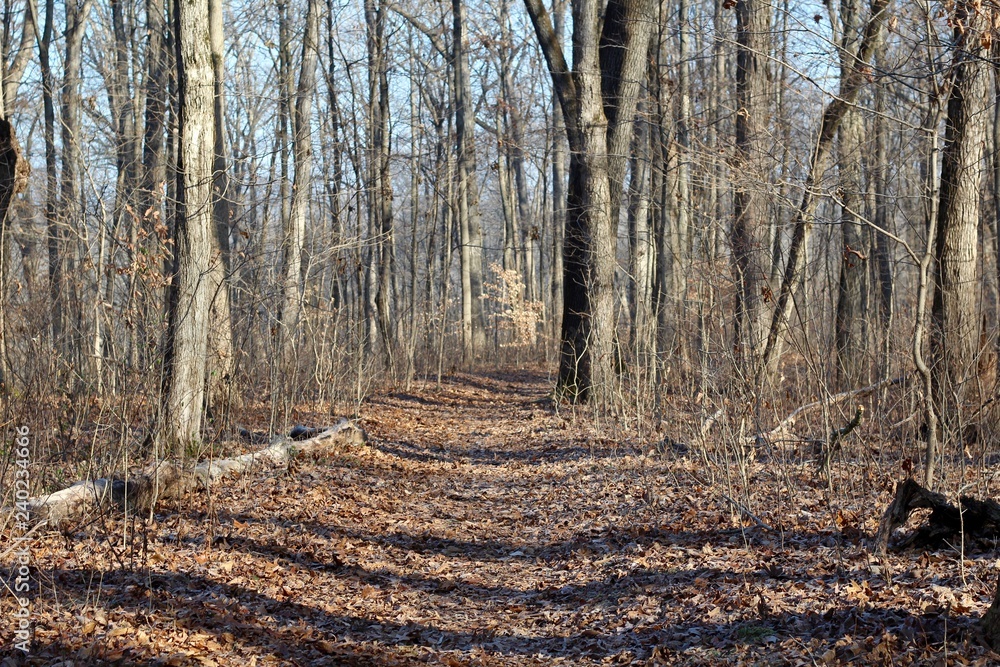 The trail in the autumn forest on a sunny day. The trail in the autumn forest on a sunny day.