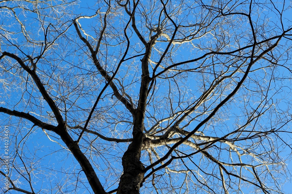 Under the bare tree branches with a bright blue sky. Under the bare tree branches with a bright blue sky.