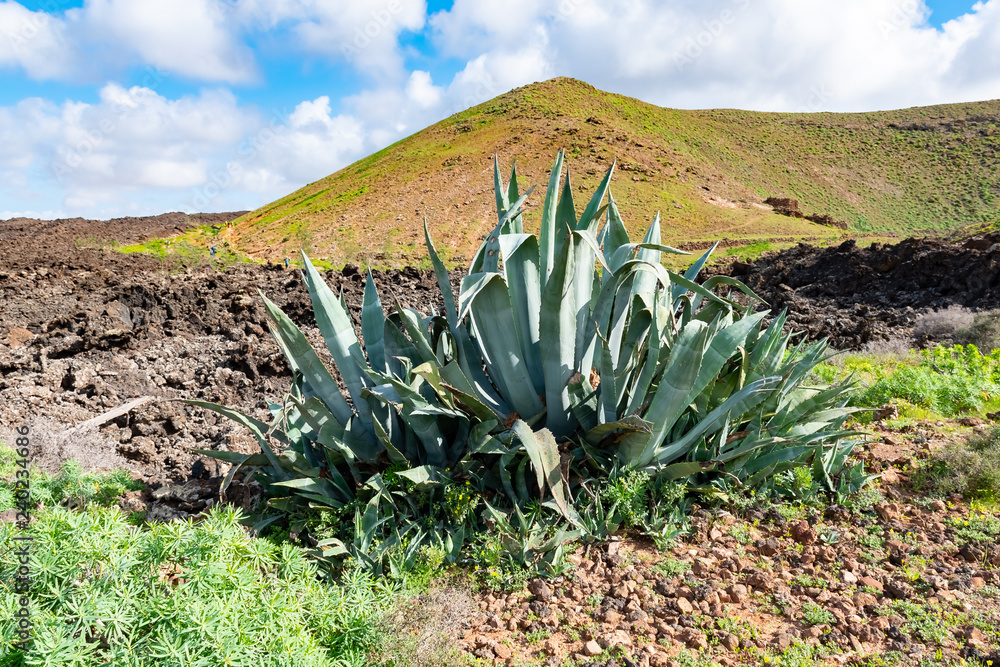 Green plants with agave and lava field near to tourist road trail to vulcano Caldera Blanca, Lanzarote, Canary Islands, Spain Green plants with agave and lava field near to tourist road trail to vulcano Caldera Blanca, Lanzarote, Canary Islands, Spain