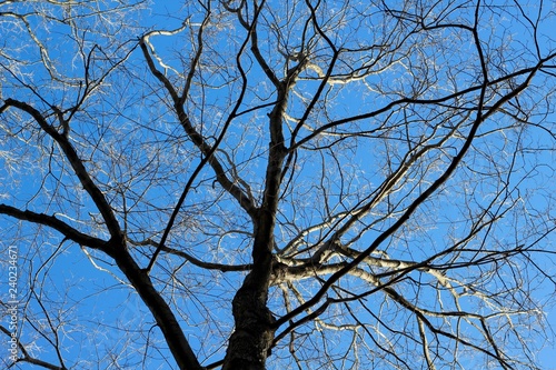 Under the bare tree branches with a bright blue sky.