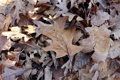 A pile of autumn leaves on the ground and a close view.