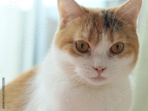 上目遣いの猫 Stock 写真  Adobe Stock