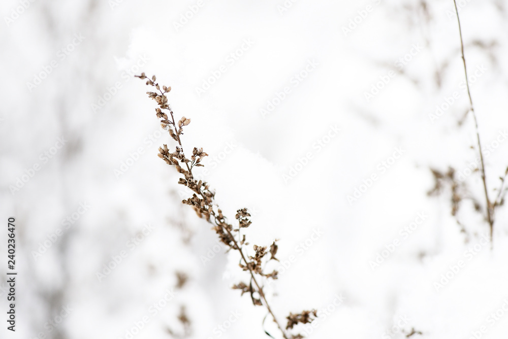 Fluffy snow on dry grass in the winter forest close up