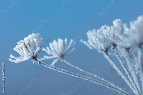 Beautiful winter background with the frozen flowers and plants. A natural pattern on plants