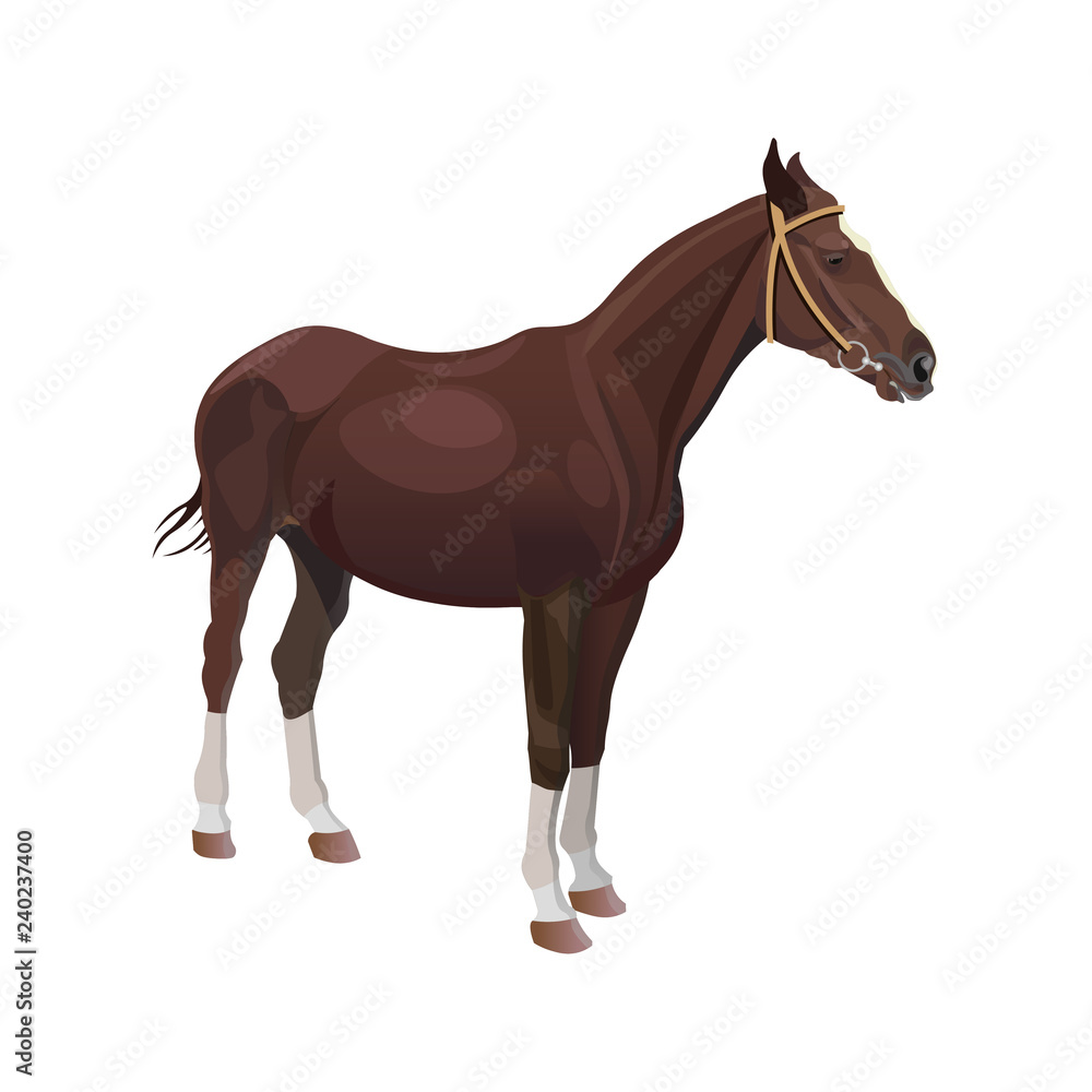 Naklejka premium Bay horse vector