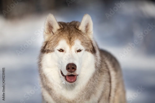 Close-up Portrait of happy, gorgeous and free Siberian Husky dog sitting on the snow in the fairy forest in winter © Anastasiia