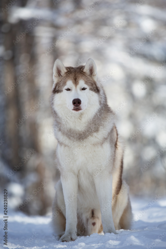 Fototapeta premium Close-up Portrait of gorgeous and free Siberian Husky dog sitting on the snow path in the fairy winter forest at sunset.
