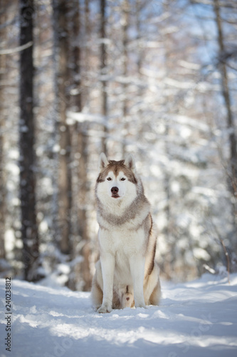 Portrait of gorgeous and free Siberian Husky dog sitting on the snow path in the fairy winter forest at sunset.
