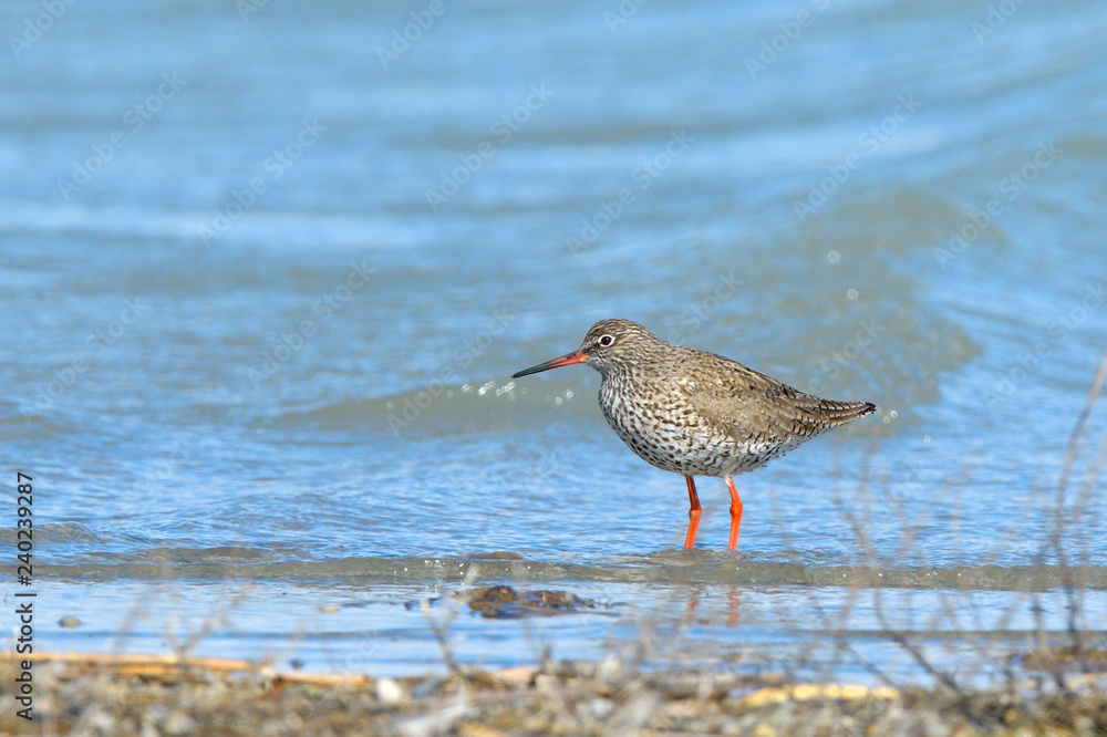 Common Redshank in shallow water Common Redshank in shallow water