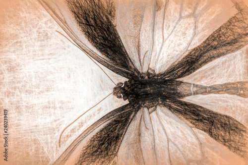 Vászonkép Dissected insects artistic view