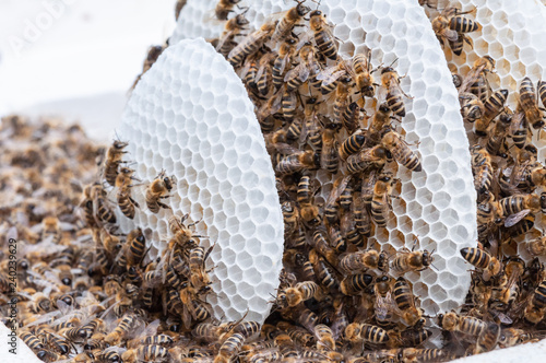 Bienen auf frischen Waben im Naturbau photo