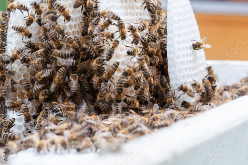 Bienen auf frischen Waben im Naturbau photo