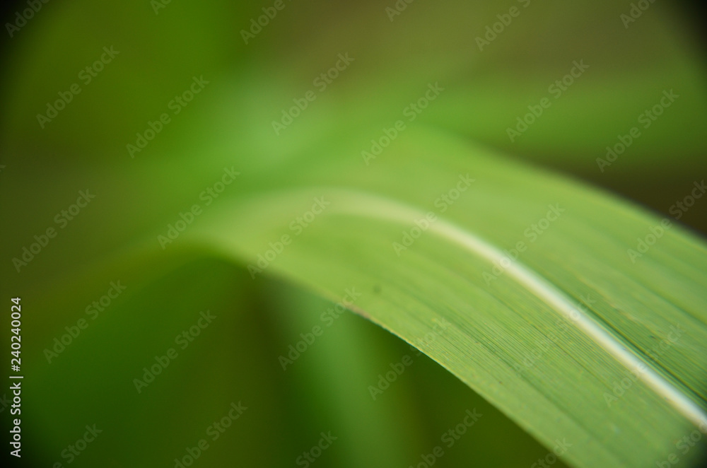 water drops on green leaf water drops on green leaf