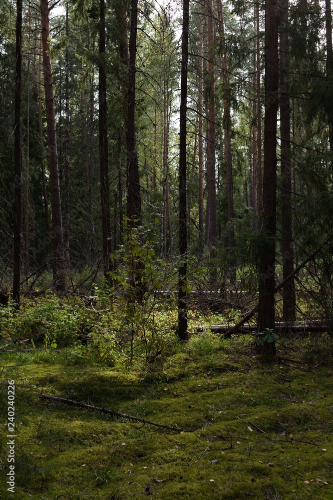 Fototapeta premium Karelian forest