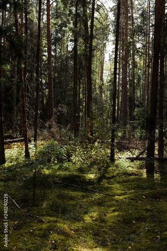 Karelian forest 1