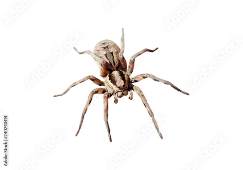 big spider on white background