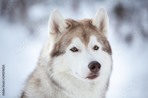 Close-up Portrait of beautiful, prideful and free Siberian Husky dog sitting on the snow in the fairy forest in winter © Anastasiia