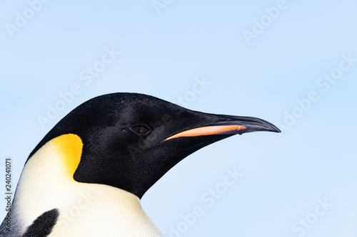 Emperor penguin close up at Snow Hill