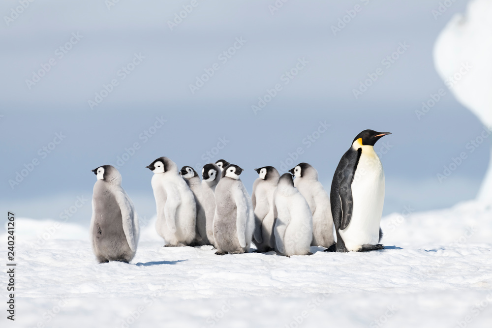 Fototapeta premium Emperor Penguin with chicks at Snow Hill