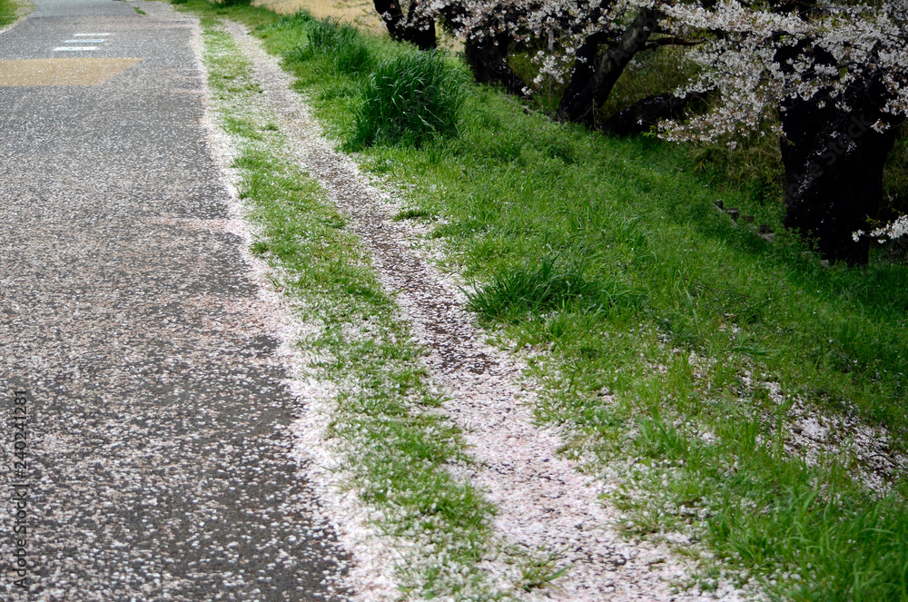 桜の散った道