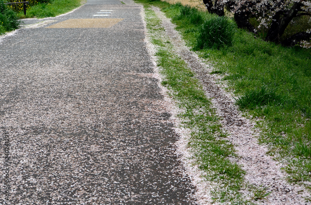桜の散った道 桜の散った道