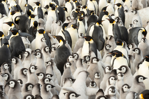Billede på lærred Emperor Penguin colony with chicks at Snow Hill