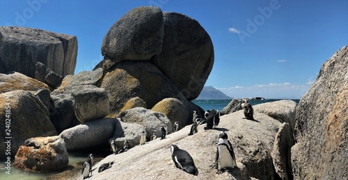 Boulders Beach photo