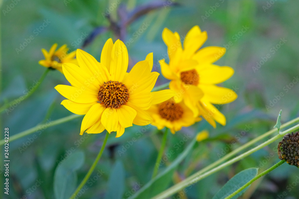 Jerusalem artichoke flowers grow in garden. Bright yellow flowers on blurred background. Helianthus tuberosus L. Close up. Jerusalem artichoke flowers grow in garden. Bright yellow flowers on blurred background. Helianthus tuberosus L. Close up.