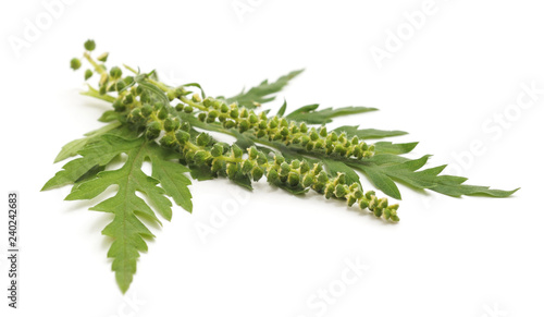 Принти на полотні Flower and leaves of ambrosia.