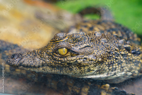 Crocodile s eye watches passing people. image with defocused background.