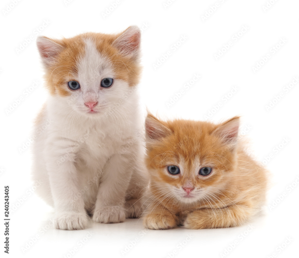 Two red cats. Two red cats.