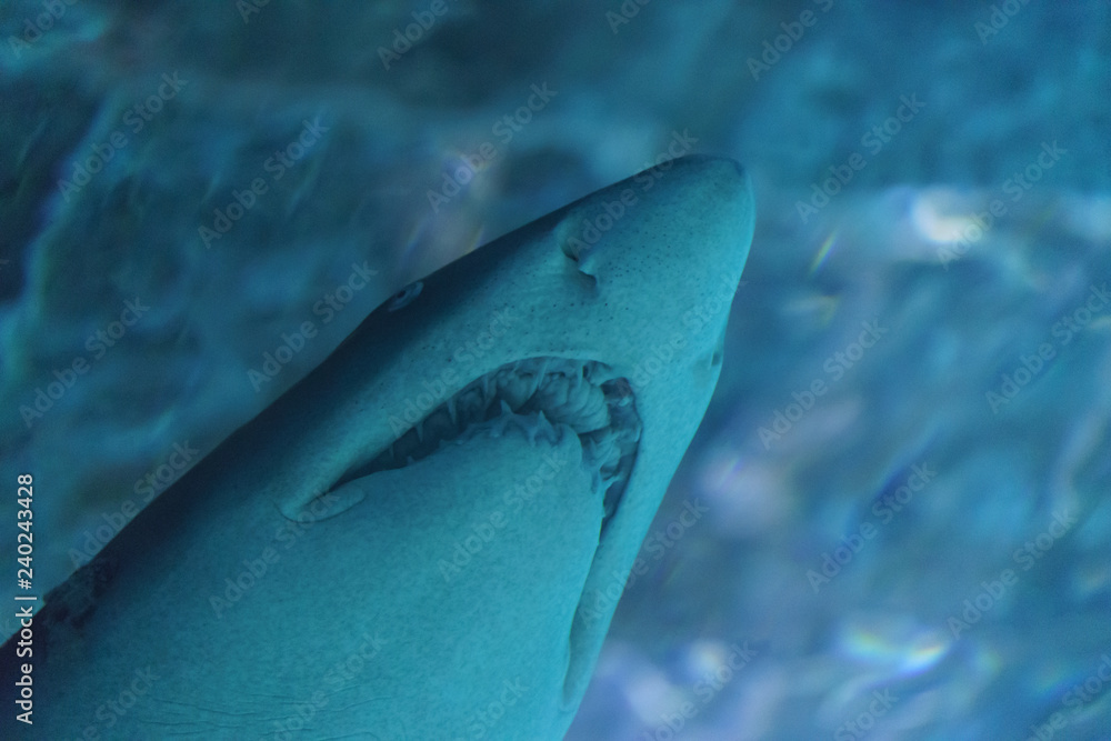 Naklejka premium Image of a shark's head and its dangerous teeth