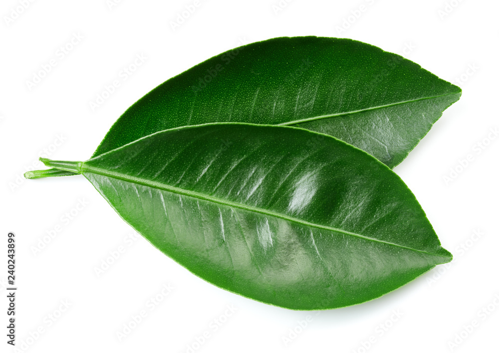 Obraz premium leaves Isolated on white