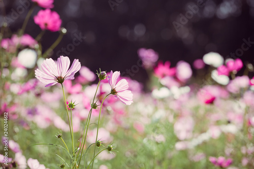Close-up Pink Cosmos flowers  Flowery meadows and natural sunlight 