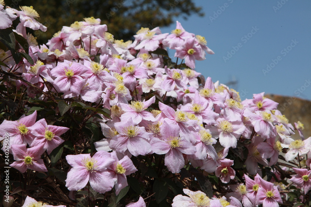 Clematis montana Clematis montana