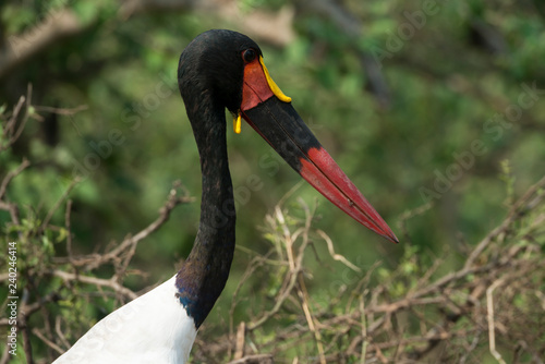 jabiru d'afrique, ephippiorhynchus senegalensis photo