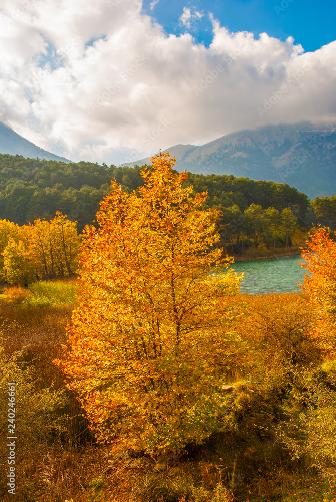 Picturesque autumn landscape with a yellow tree near lake Doxa in Peloponnese, Greece
