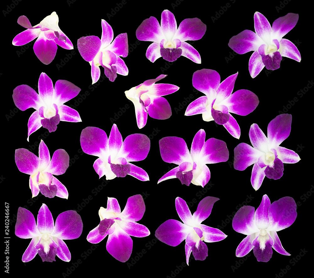 purple orchids isolated on black background