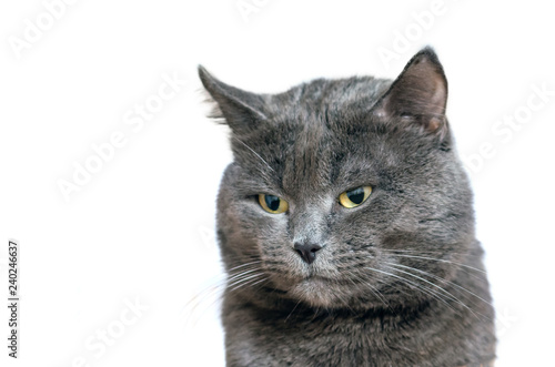 Portrait of a beautiful gray cat isolated on white background