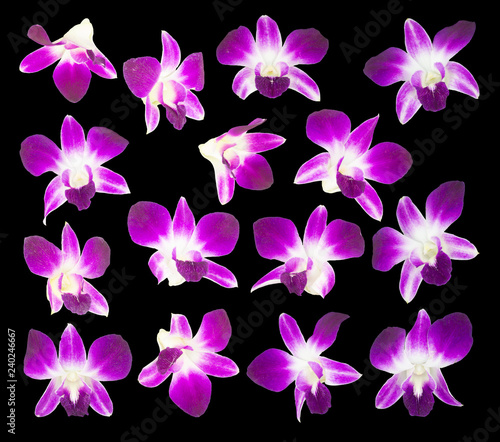 Obraz na płótnie purple orchids isolated on black background w salonie