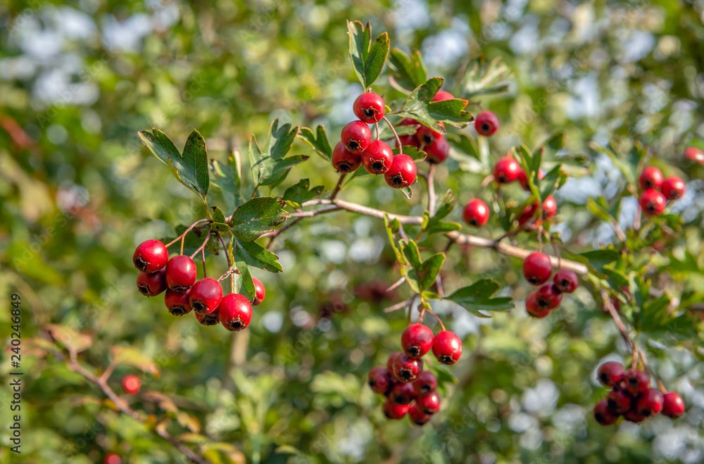Ripe red berries on the branch of a hawthorn tree Ripe red berries on the branch of a hawthorn tree