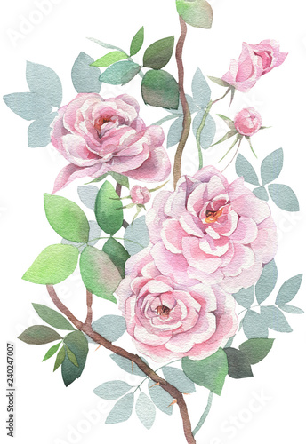 Hand painted watercolor. Wild roses on white background.