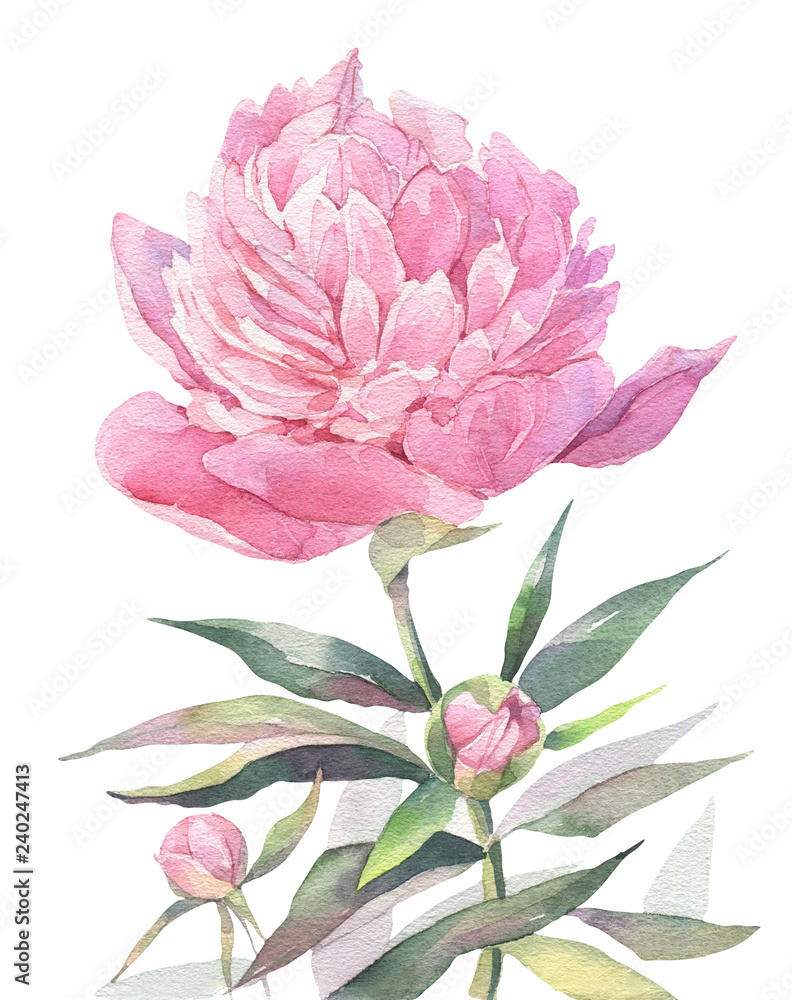 Hand painted watercolor art illustration. Pink peony. 