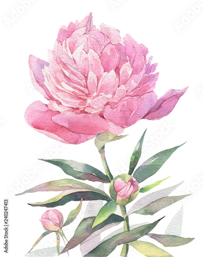 Hand painted watercolor art illustration. Pink peony. 